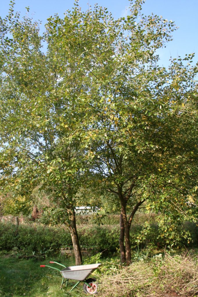 Bäume