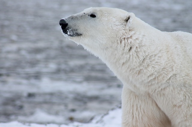 Was wiegt bis zu 500 kg und wird 2,5 m groß? Ein Eisbär!